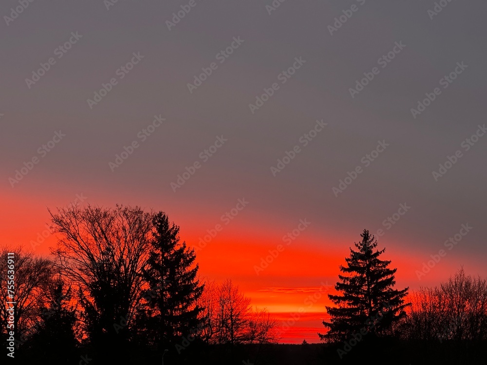 Fototapeta premium sunset in the forest