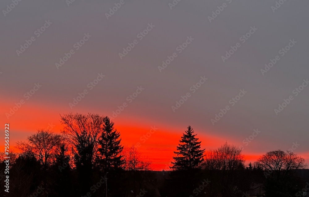 Fototapeta premium sunset in the forest