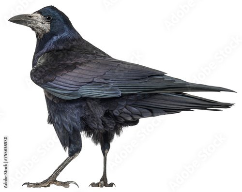 Back view of a Rook bird looking at the camera, Corvus frugilegus, 3 years old, isolated on white. Remastered version photo