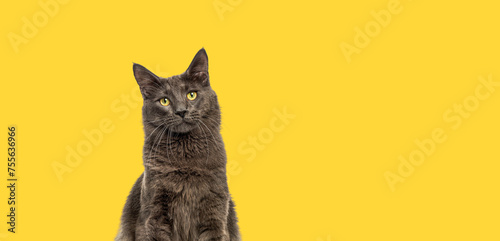 Head shot of a yellow eyed Maine Coon catlooking up against a yellow banner photo