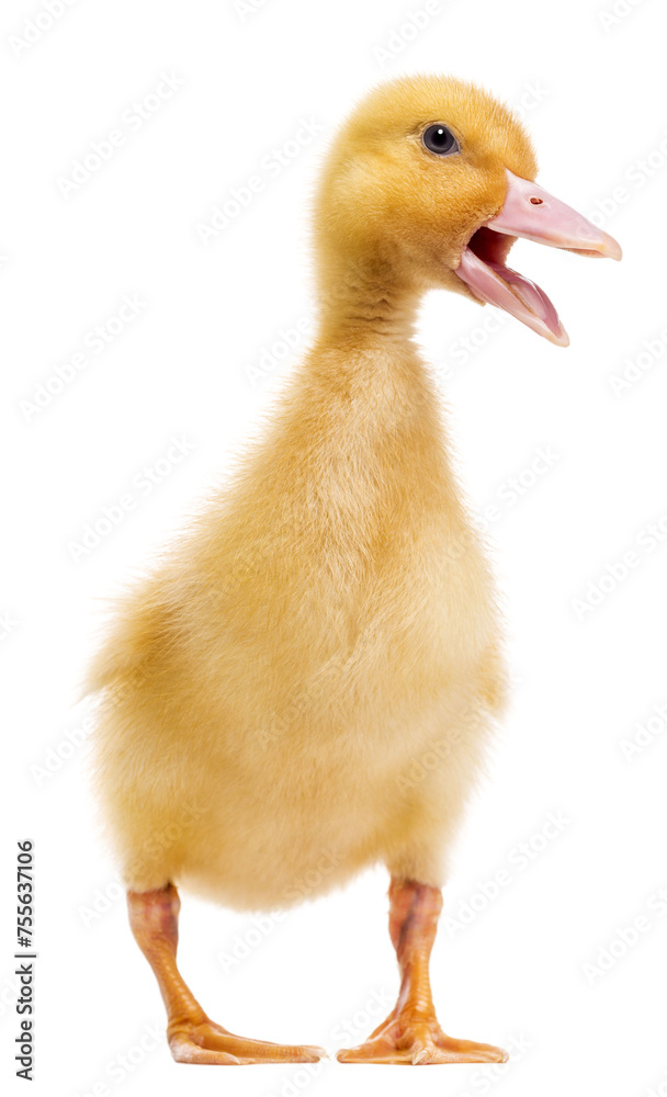 Duckling quacking and standing agaisnt salmon pink Duckling quacking and standing agaisnt salmon pink