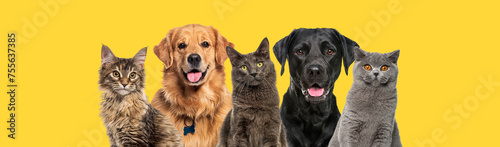 Portrait of diverse cats and happy dogs breed sitting together, isolated on yellow