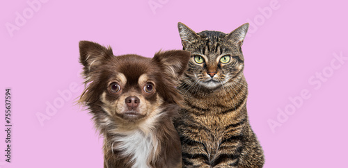 Portrait of a chihuahua dog and tabby cat together against a pink background © Eric Isselée