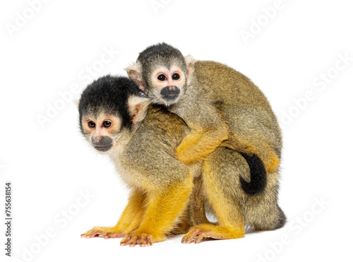Side view of mother and baby Black-capped squirrel monkey on its back, Saimiri boliviensis