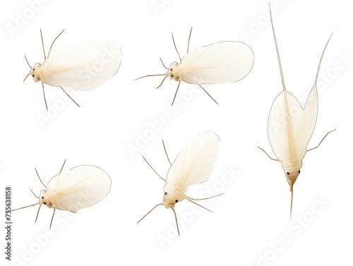 aphid collection set isolated on transparent background, transparency image, removed background