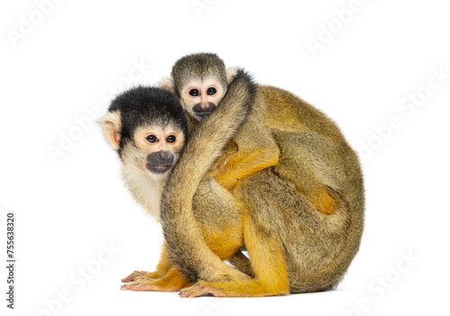 Side view of mother and baby Black-capped squirrel monkey on its back, Saimiri boliviensis © Eric Isselée