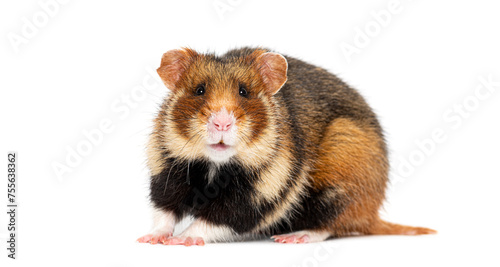 European hamster looking at the camera, Cricetus cricetus, isolated on white