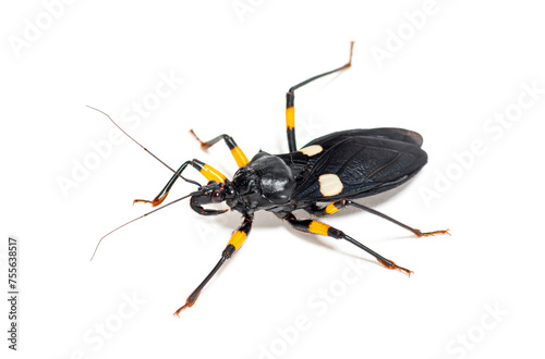 Adult two-spotted assassin bug, Platymeris biguttatus, isolated