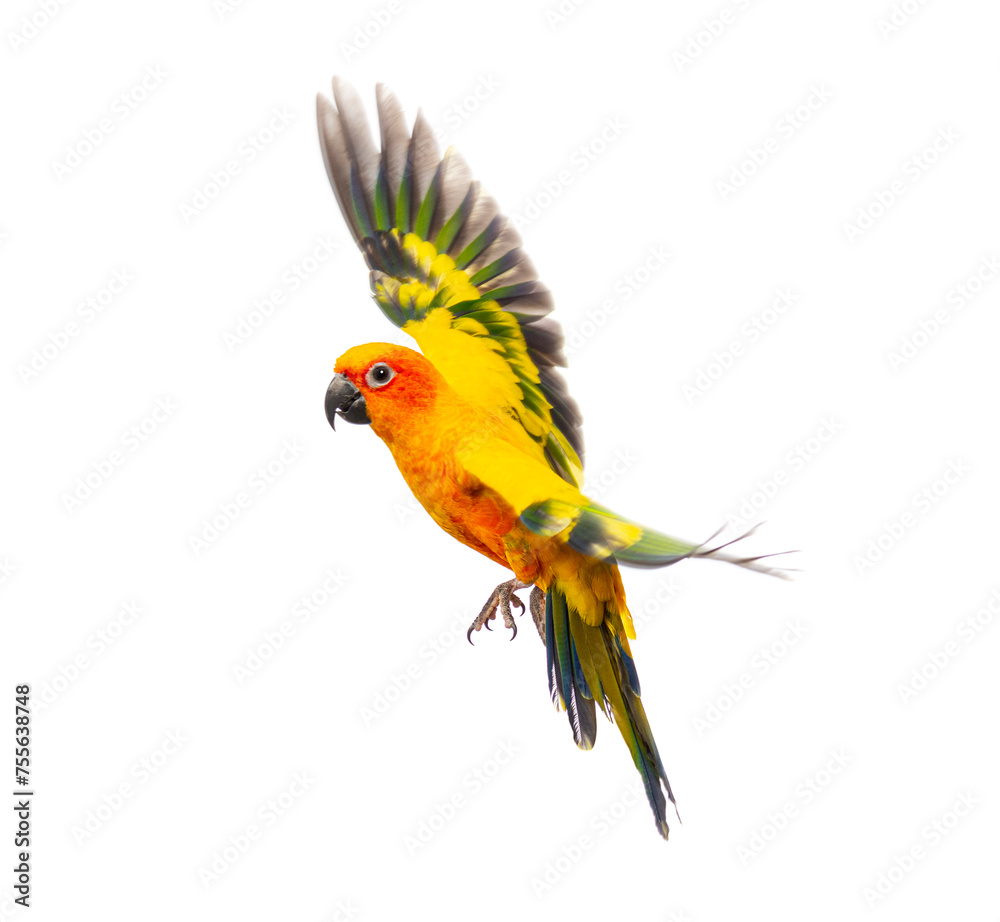 sun parakeet bird, Aratinga solstitialis, flying, isolated on white - obrazy, fototapety, plakaty 