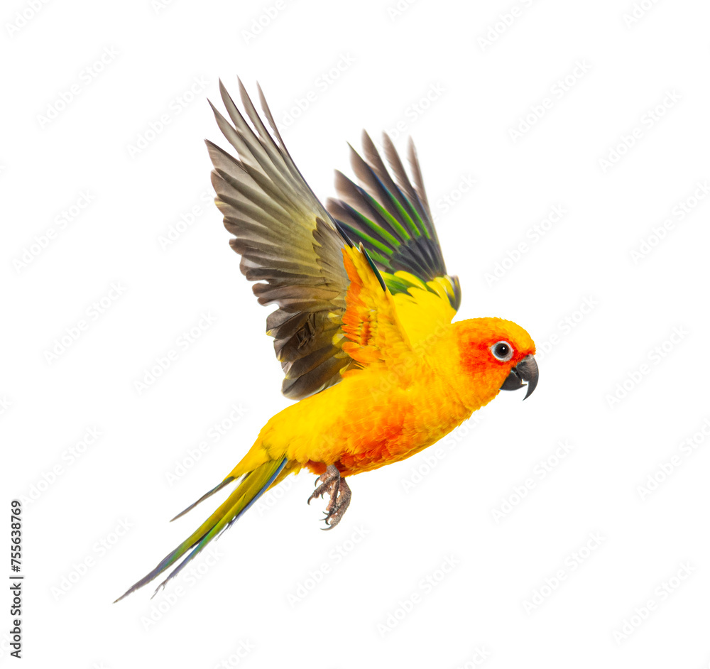 Fototapeta premium sun parakeet bird, Aratinga solstitialis, flying, isolated on white