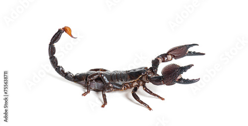 Side view of Emperor scorpion, Pandinus imperator, isolated on white