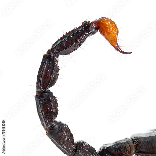 Close up of the tail and stinger of Pandinus imperator, in front of white background