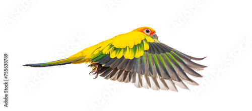 sun parakeet bird, Aratinga solstitialis, flying wings spread, isolated on white photo