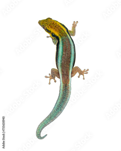 Dorsal view of a yellow-headed day gecko, Phelsuma klemmeri, isolated on white