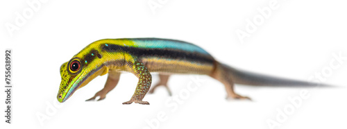 yellow-headed day gecko looking down, Phelsuma klemmeri, isolated on white