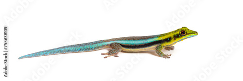 Side view of a yellow-headed day gecko, Phelsuma klemmeri, isolated on white © Eric Isselée