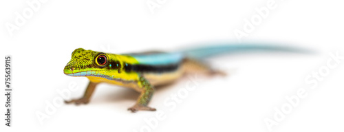yellow-headed day gecko, Phelsuma klemmeri, isolated on white
