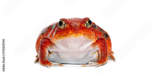 Madagascar tomato frog looking at the camera, Dyscophus antongilii, isolated on white photo