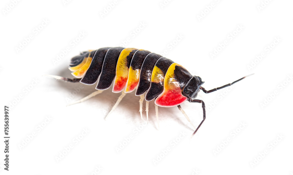 Tricolor Merulanella Specie, invertebrate bug genus of isopods, isolated on white - obrazy, fototapety, plakaty 