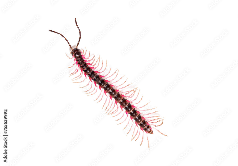 Top view of a Desmoxytes planata Millipede, isolated on white background Top view of a Desmoxytes planata Millipede, isolated on white background