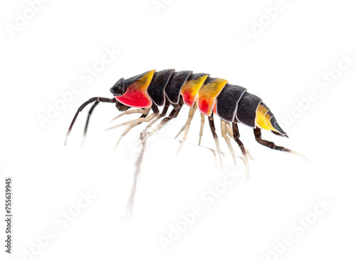 Side view of a Tricolor Merulanella Specie walking away, invertebrate bug genus of isopods, isolated on white