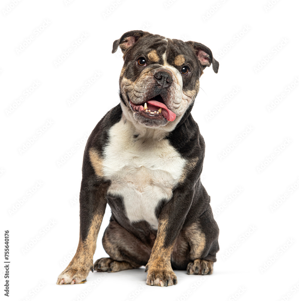 Sitting English Bulldog panting with his tongue hanging out of his mouth, looking at the camera Sitting English Bulldog panting with his tongue hanging out of his mouth, looking at the camera