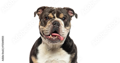Closeup portrait of English Bulldog panting with his tongue hanging out of his mouth, isolated on white