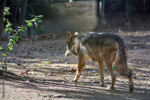 A wolf walks alone, showing its profile in a natural environment with filtered sunlight and vegetation.