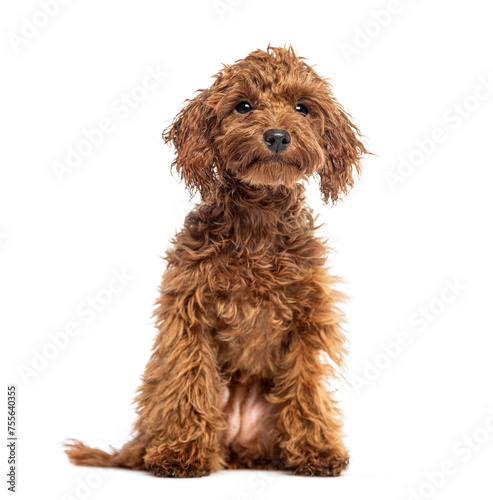 Cute Cheerful Brown Toy Poodle puppy looking away, isolated on white