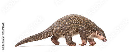 ten months old pangopup, Chinese pangolins, Manis pentadactyla, isolated on white