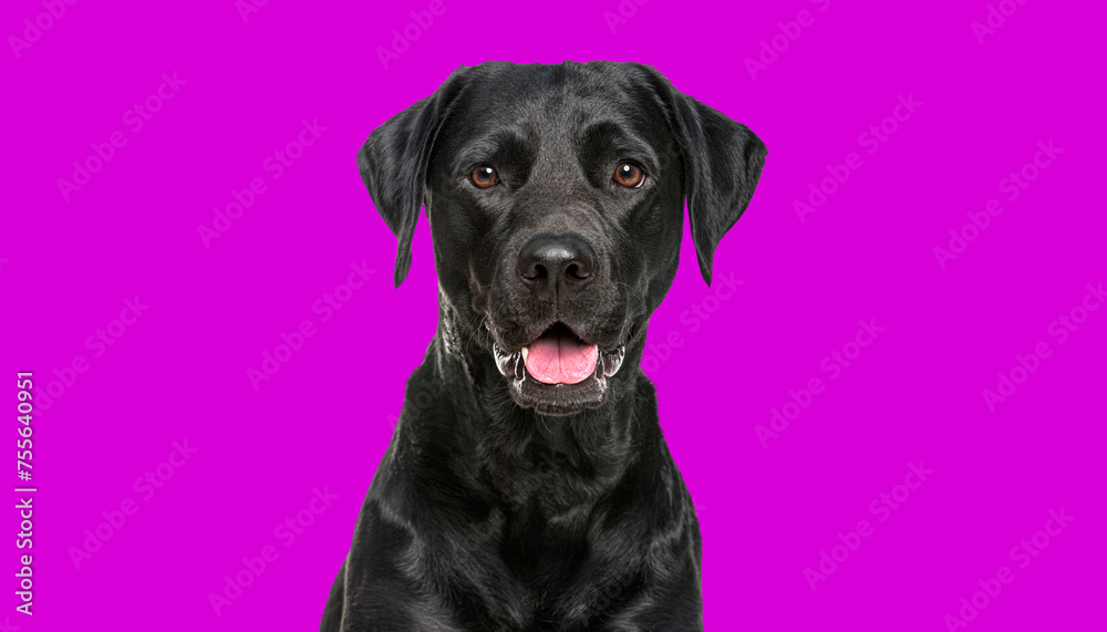 Close-up of a Happy panting black Labrador dog looking at the camera, isolated on violet