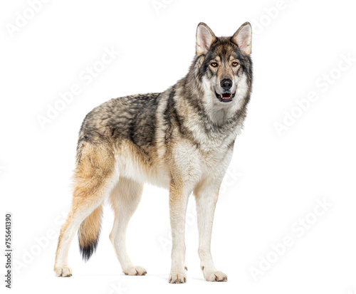 Timber Shepherd a kind of Wolfdog  looking at the camera  Isolated on white