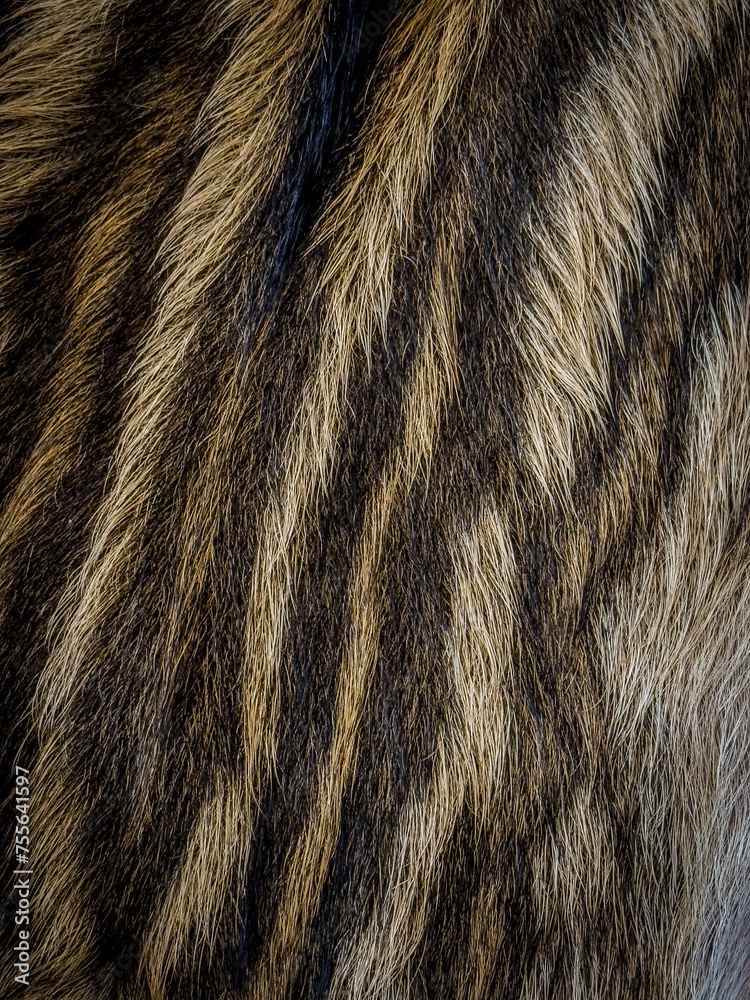Young Wild boar skin drying to be tanned, treated and used for a creation. The skins come from poaching Young Wild boar skin drying to be tanned, treated and used for a creation. The skins come from poaching