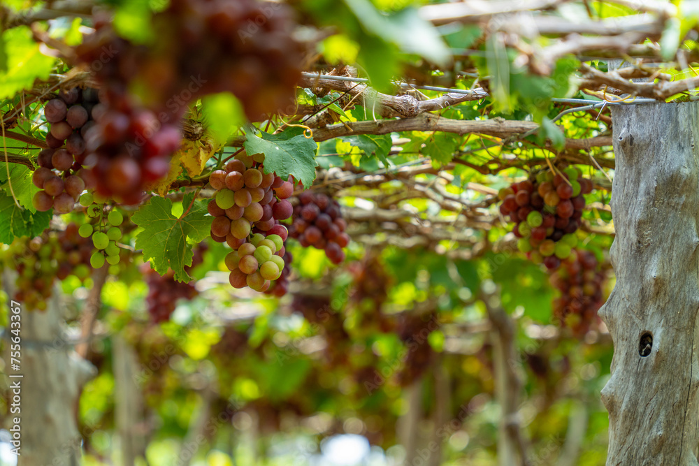 Red and green vineyard in the early sunshine with plump grapes harvested laden waiting red wine nutritional drink in Ninh Thuan province, Vietnam