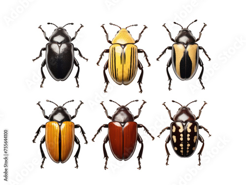 beetle collection set isolated on transparent background, transparency image, removed background © transparentfritz