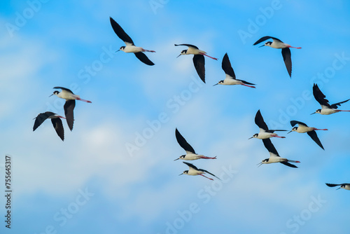 Southern Stilt, Himantopus melanurus in flight, Ansenuza National Park, Cordoba Province, Argentina