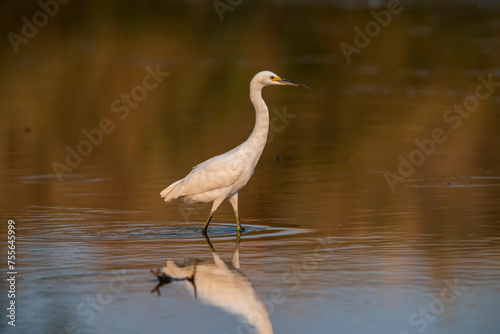 Snowy Egret  Egretta thula   perched  La Pampa Province  Patagonia  Argentina.