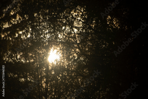 Sun shines through foliage. Natural background rays of light.