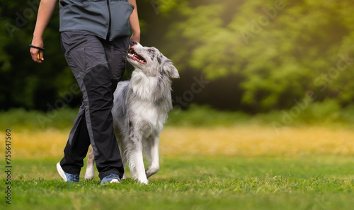 Marbled border collie learns to walk next to its owner during dog training on a green field in summer. Heelwork with border collie. Dog training concept