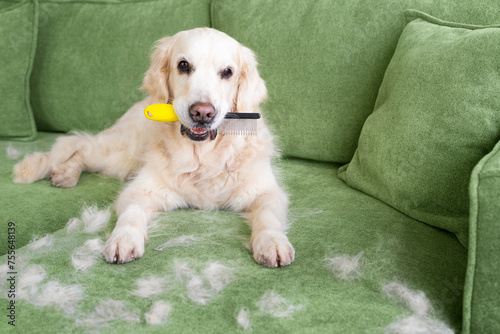 The Golden Retriever brought a comb to be combed. Dog fur on the sofa. Portrait of golden retriever with fur in moulting lying down on couch.