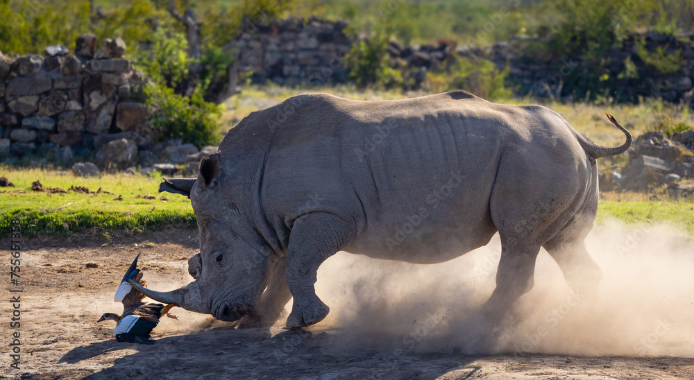 Fototapeta premium rhino in the wild