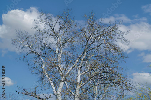Silver poplar. White poplar against a blue sky with white clouds. Tree without leaves. Selective focus.