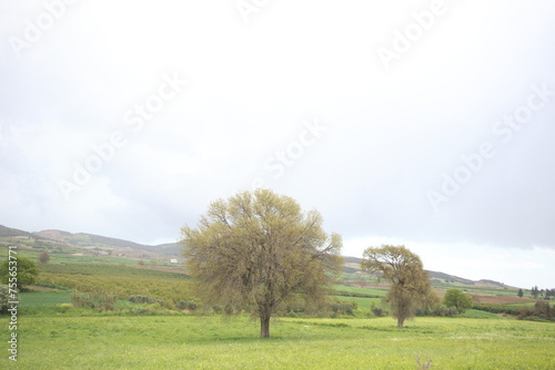 Hoary elm tree (Ulmus minor subsp. canescens) in early spring photo