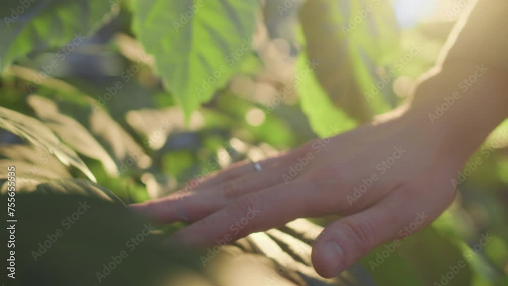 Closeup of unrecognizable tender female hand touching fresh green leaves of plant growing indoors Closeup of unrecognizable tender female hand touching fresh green leaves of plant growing indoors