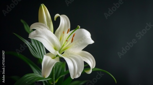 Funeral lily on dark background with ample space for text placement, perfect for solemn messages