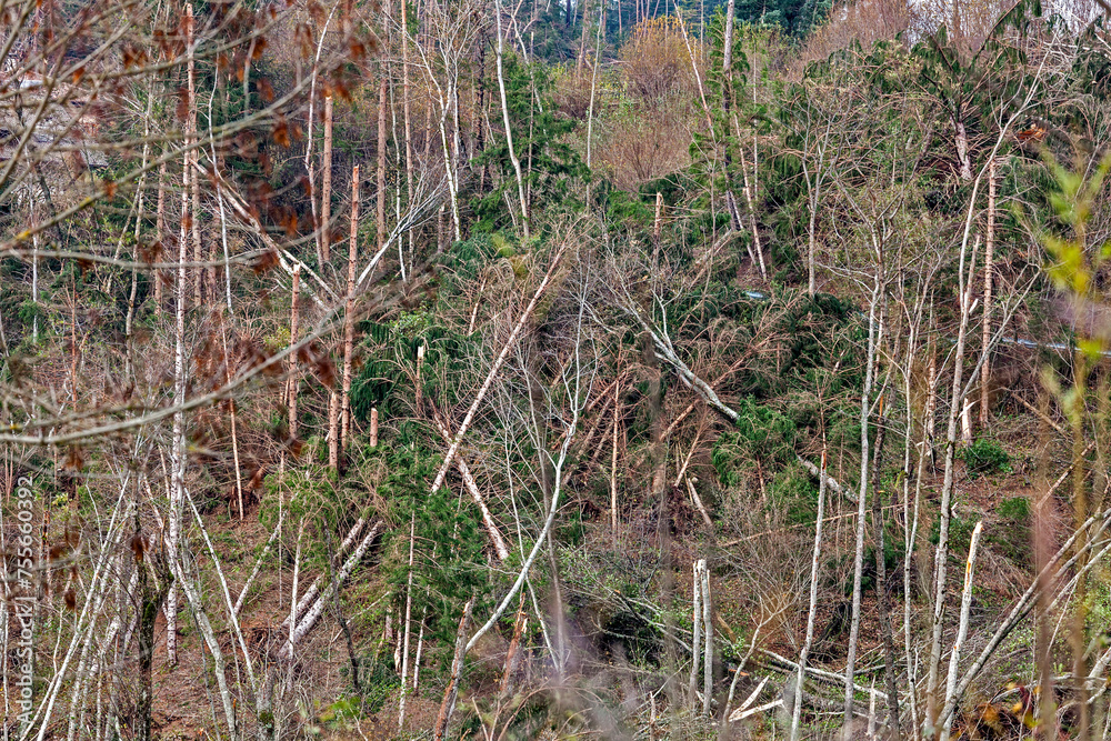 Pinè, Trentino, Italy - 01/11/2018 - Destruction of fir forests caused by Storm Vaia Pinè, Trentino, Italy - 01/11/2018 - Destruction of fir forests caused by Storm Vaia