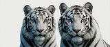 Two White Tigers next to each other