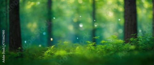Lush Green Forest Filled With Trees
