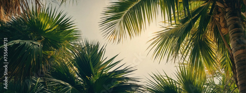 Sun Rays Through Lush Green Palm Trees
