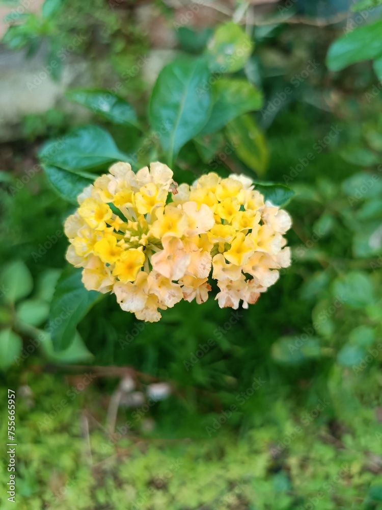 Lantana camara is a species of flowering plant within the verbena family. Lantana camara is a species of flowering plant within the verbena family.
